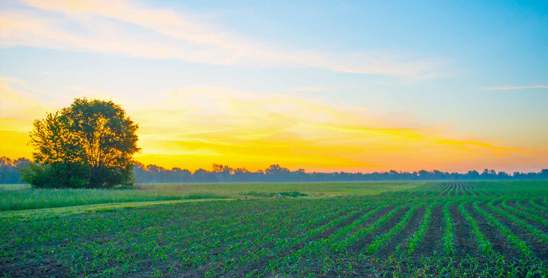 sunrise over an indiana farm field with a tree on the left hand side of the photo